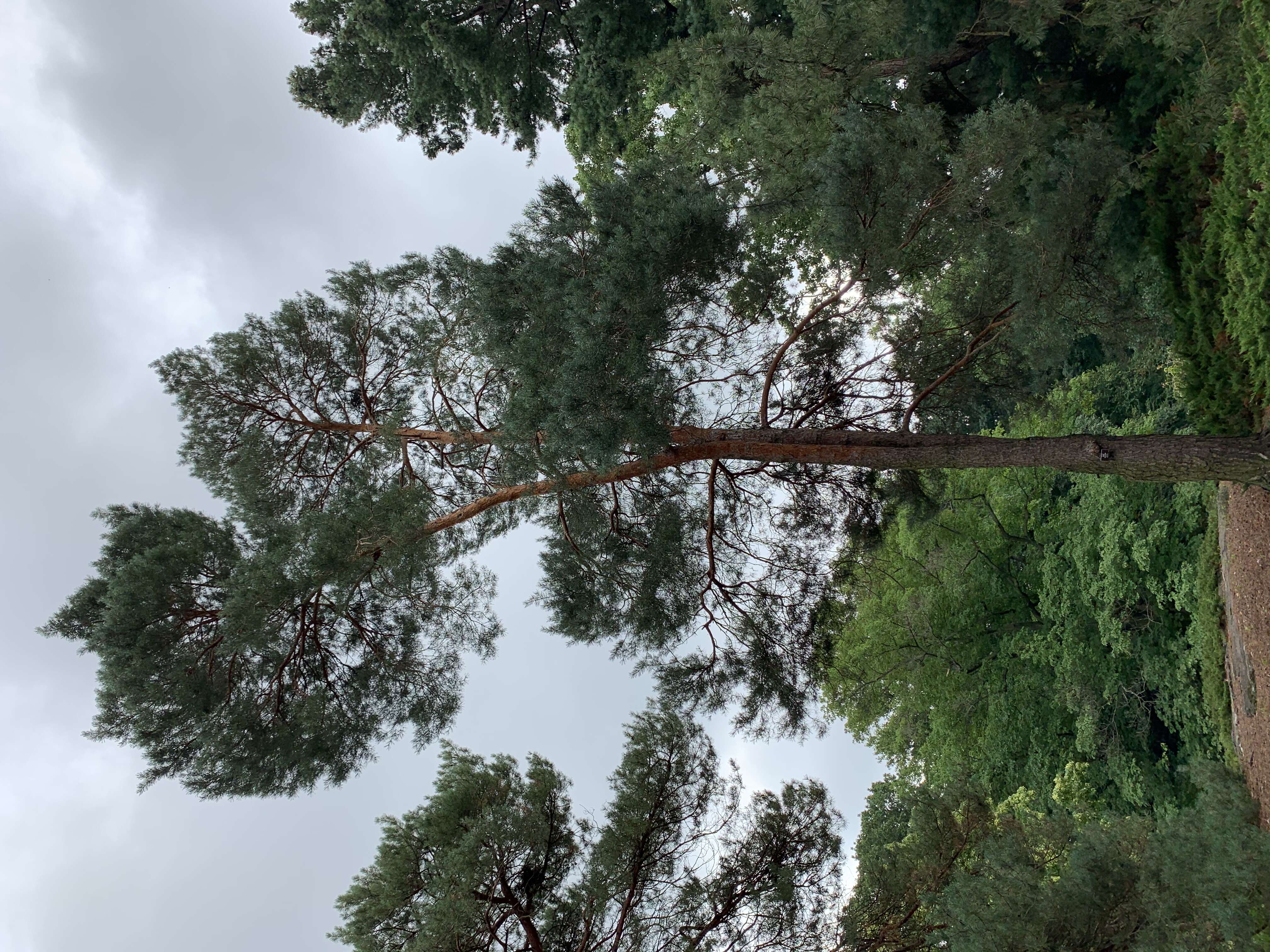 Image of Scotch Pine