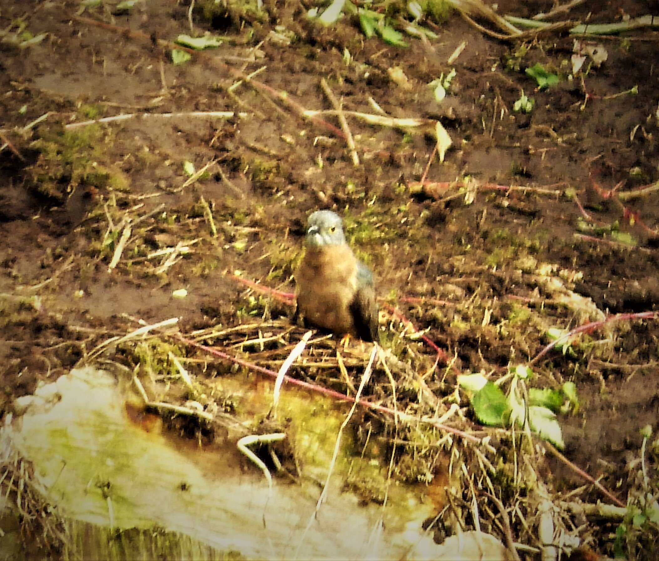 Image of Fan-tailed Cuckoo