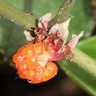 Image of palmleaf dewberry