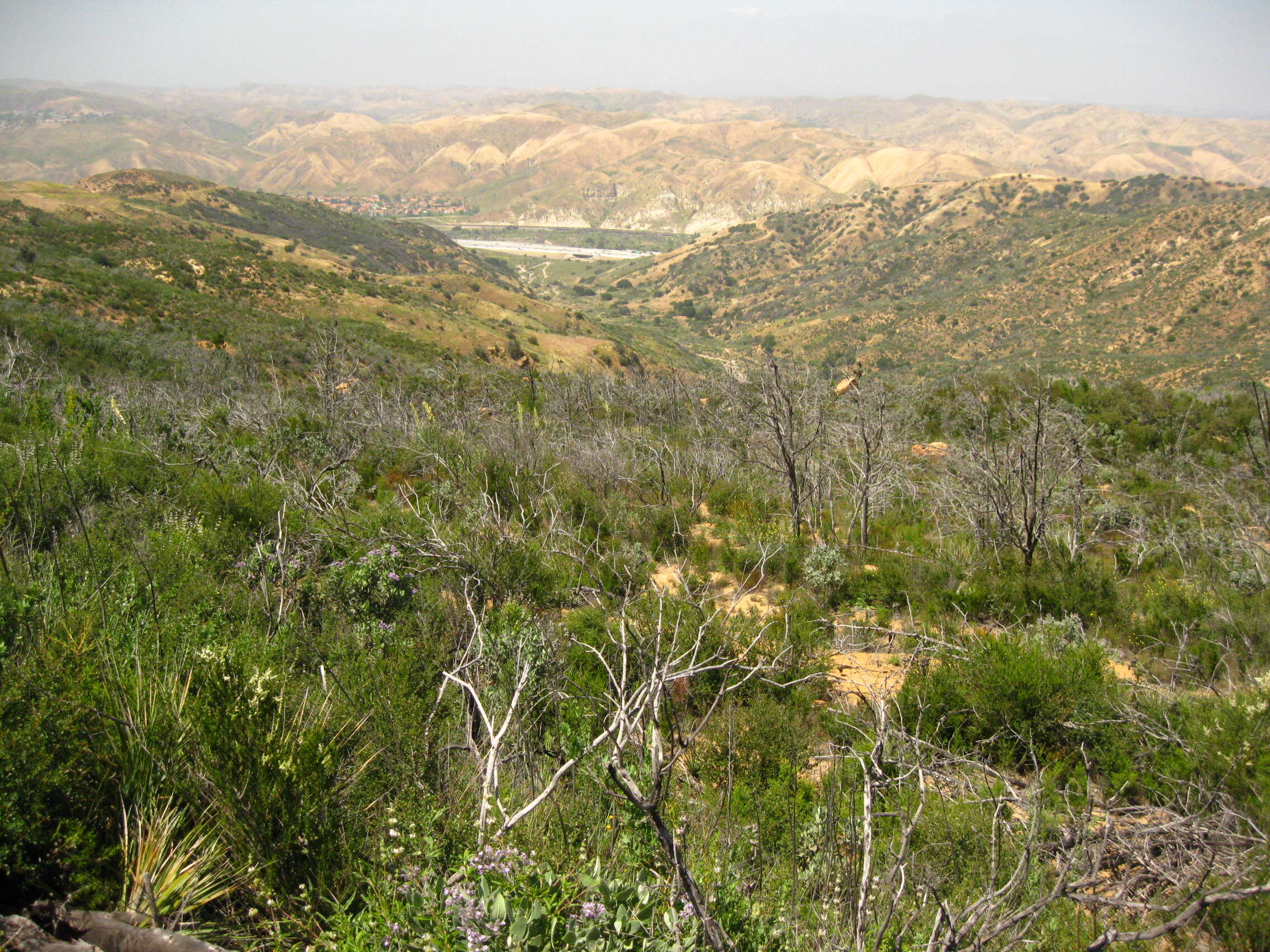 Image de Cupressus guadalupensis var. forbesii (Jeps.) Little