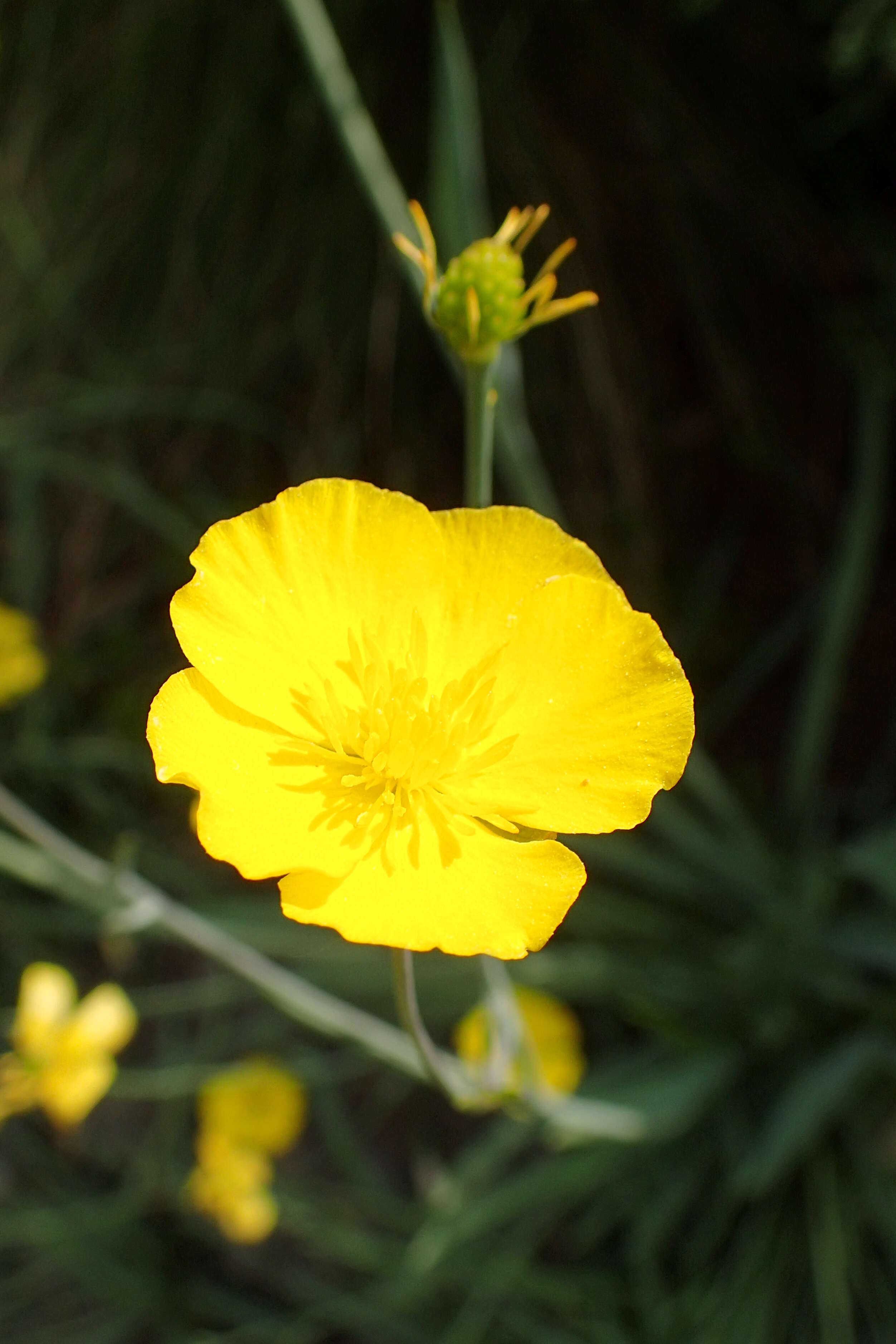 Image of Ranunculus gramineus L.