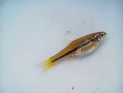 Image of Blue line rasbora