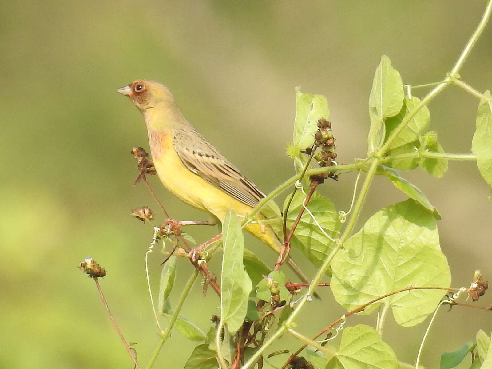 Image of Brown-headed Bunting