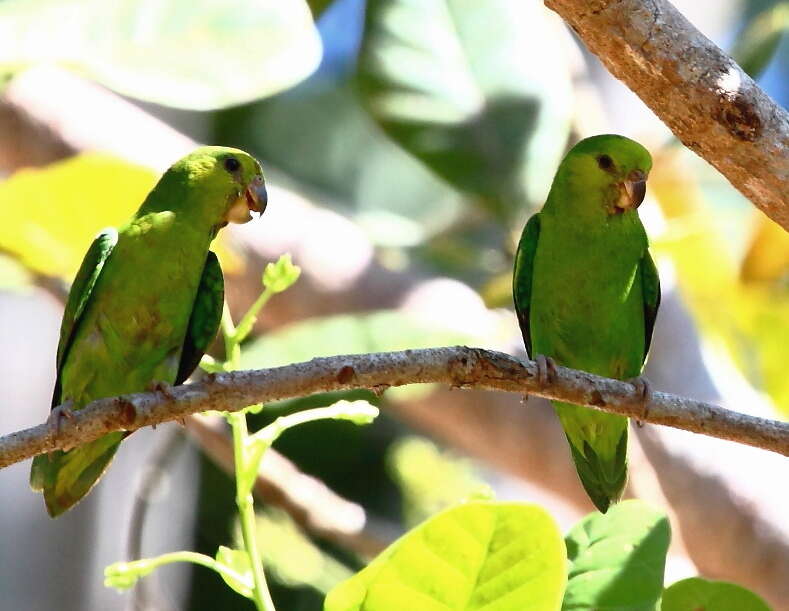 Image of Dusky-billed Parrotlet