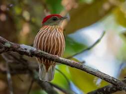 Image of Striolated Manakin