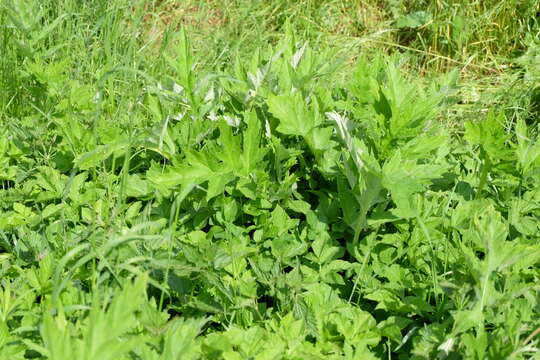 Image of tall globethistle