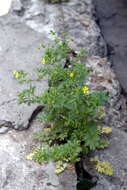 Image of Bushy Cinquefoil