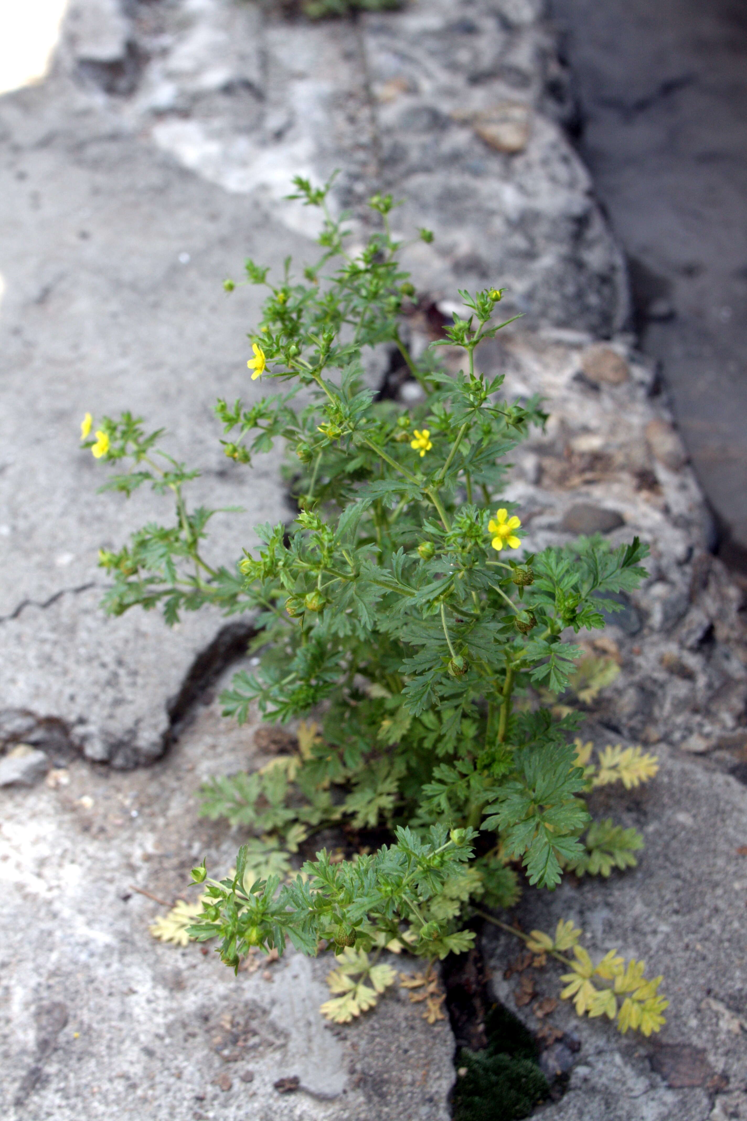 Image of Bushy Cinquefoil