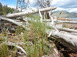 Image of Brown fox sedge