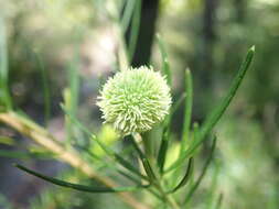 Image de Ricinocarpos pinifolius Desf.