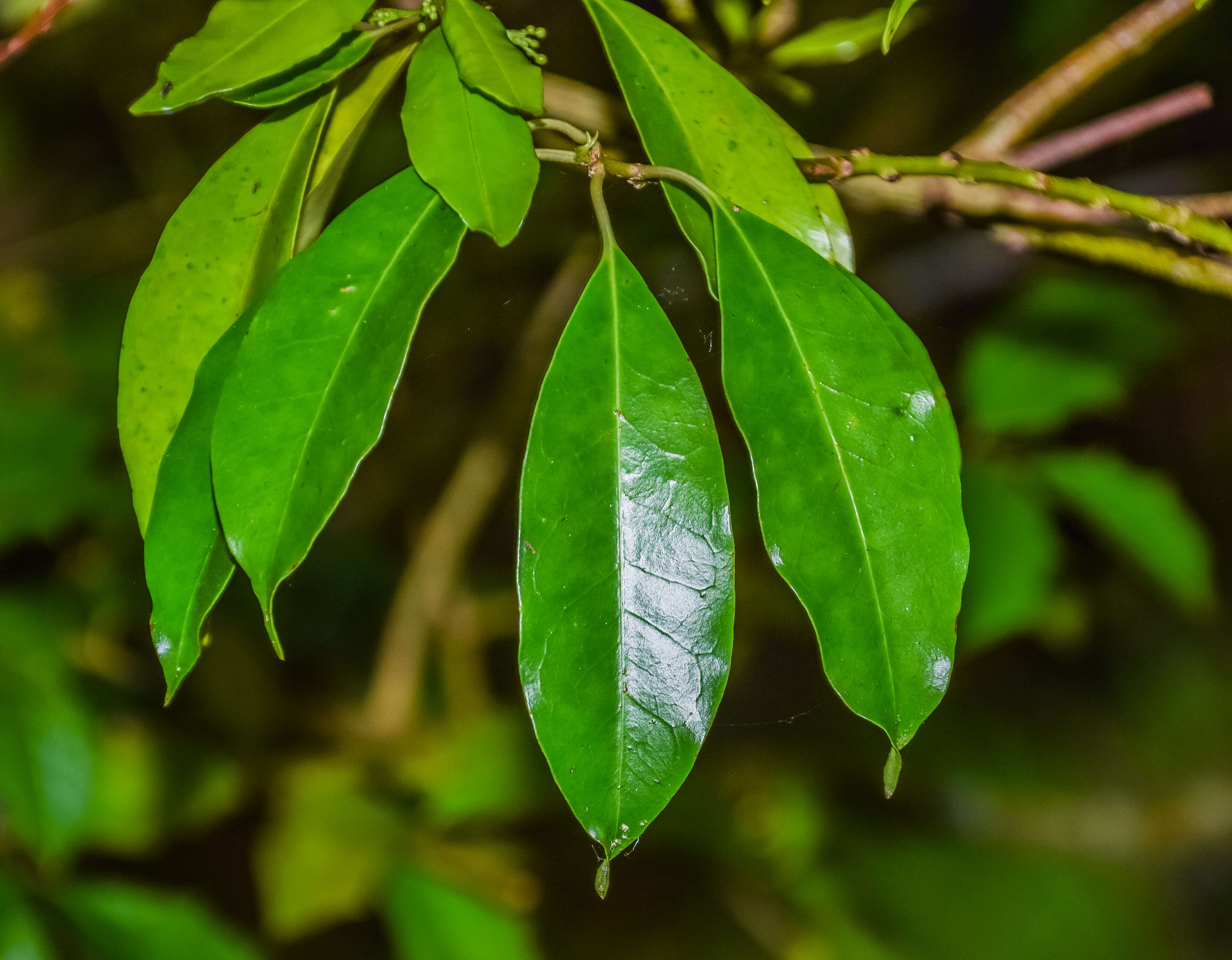 Image of Kurogane holly