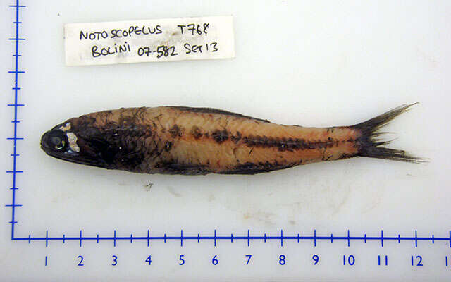 Image of Lanternfish