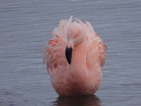 Imagem de Phoenicopterus chilensis Molina 1782