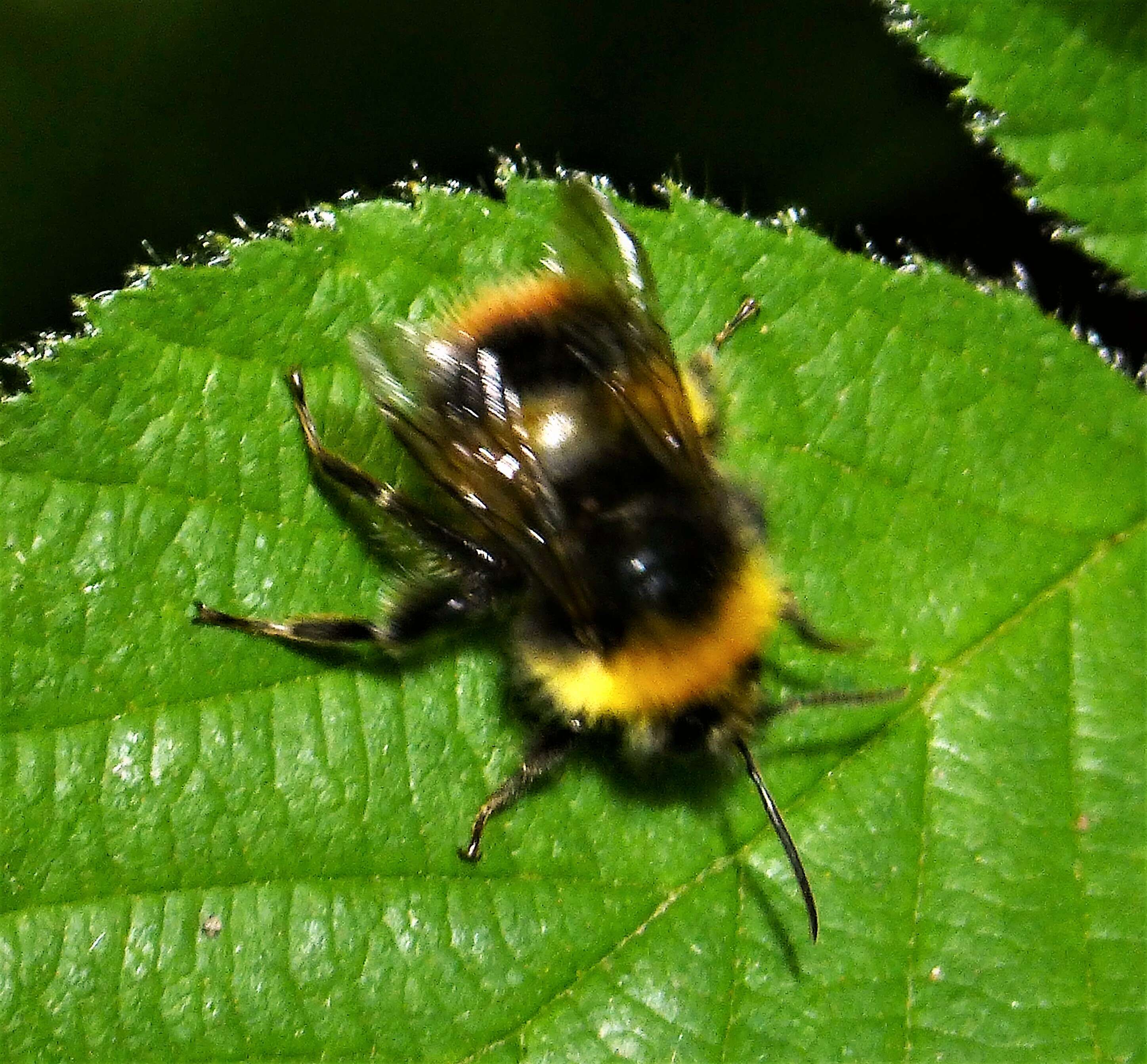 Image of Early bumblebee