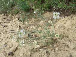 Nigella arvensis L. resmi