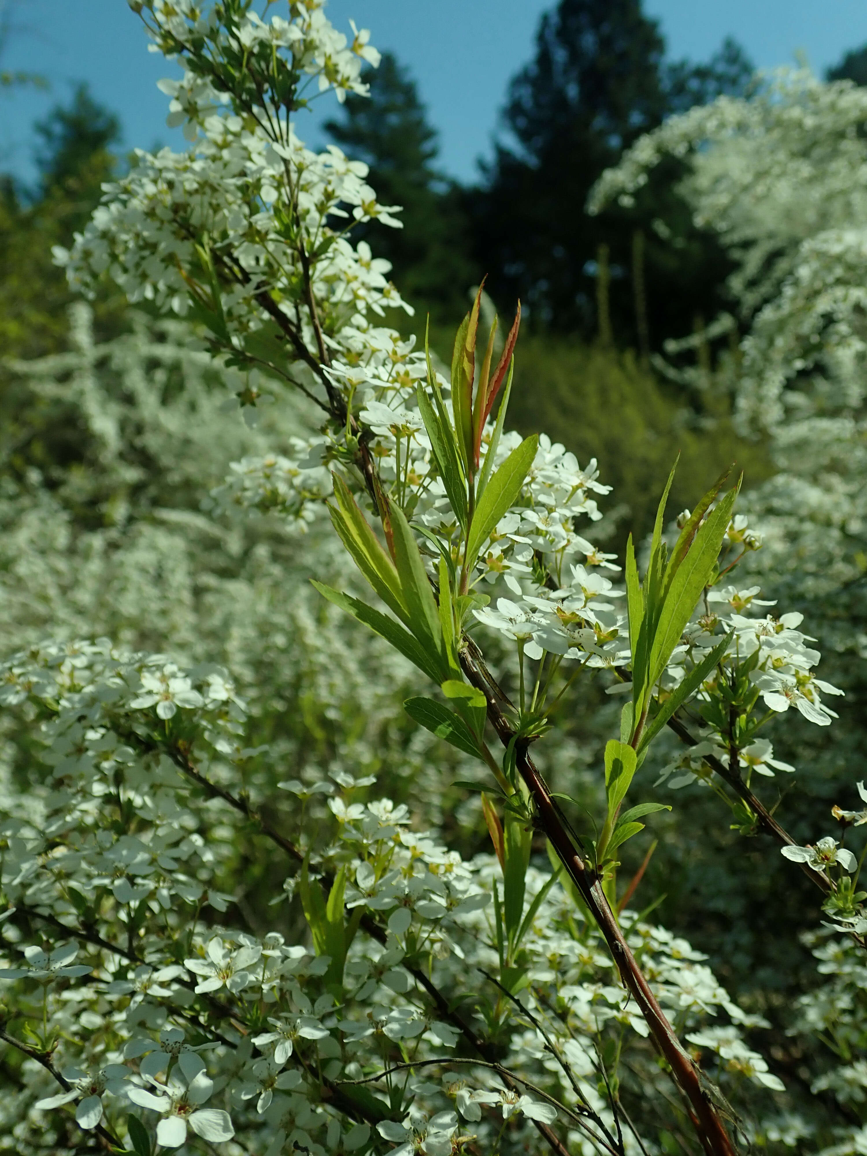 Image de Spiraea thunbergii Sieb. ex Bl.