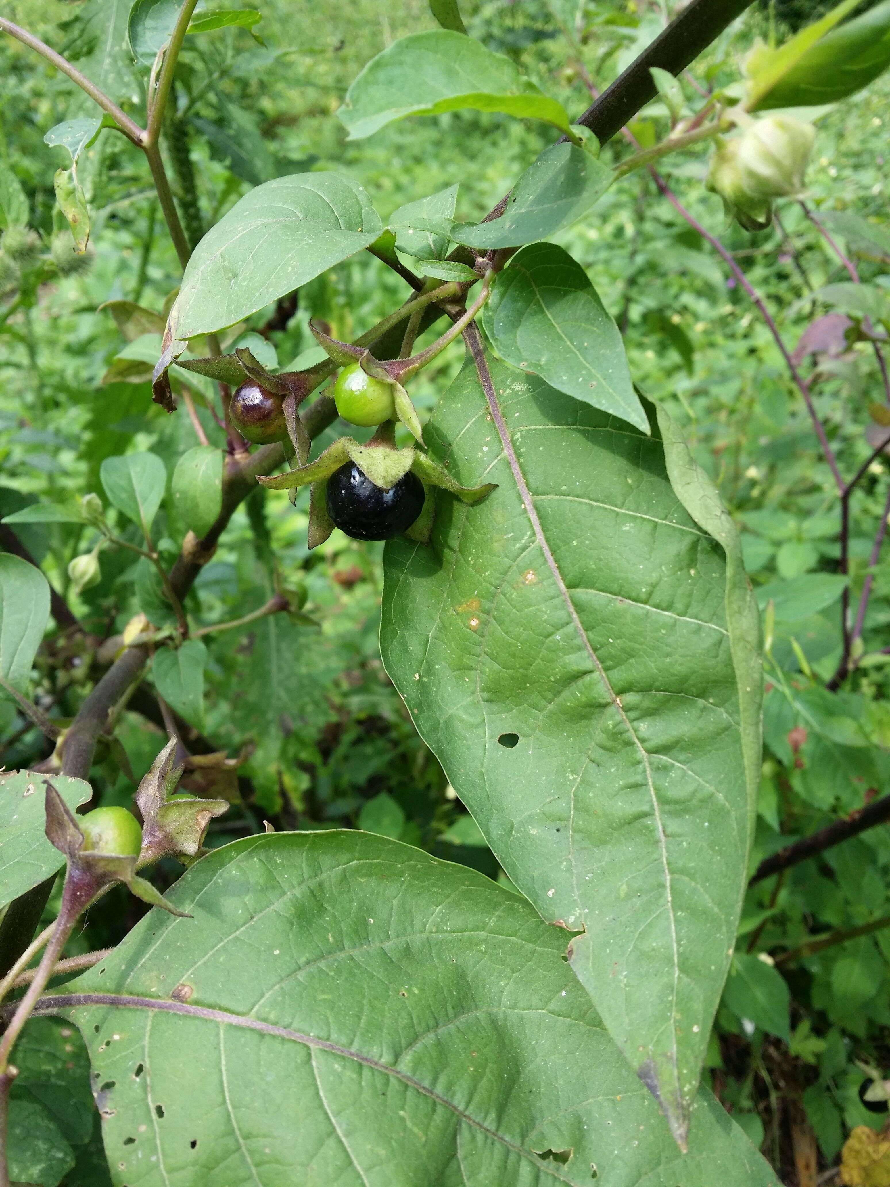 Image of Deadly Nightshade