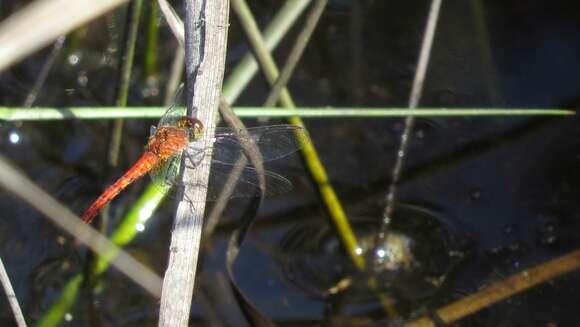 Image of Red Percher Dragonfly