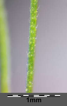 Image of Tufted Hair-grass