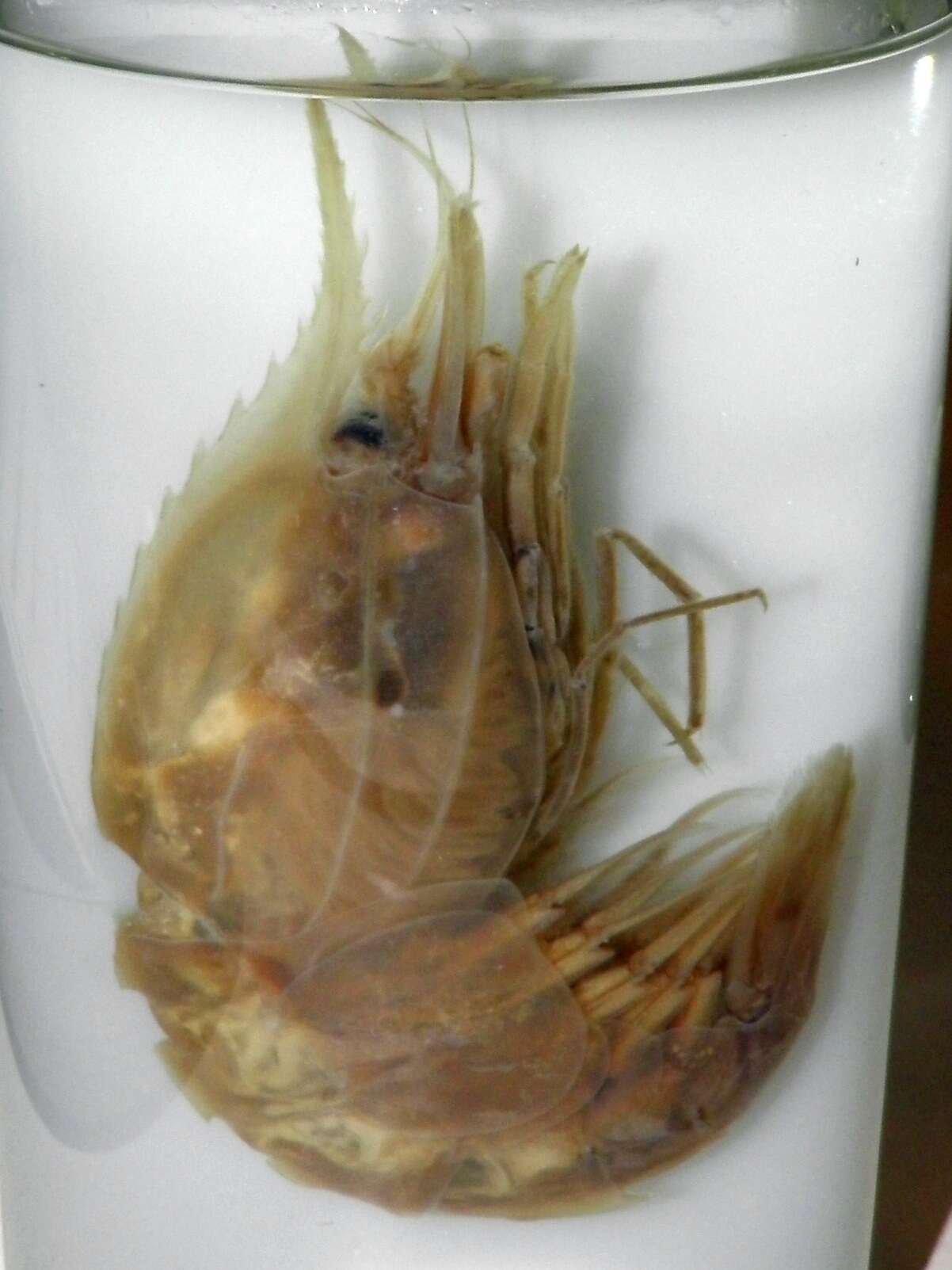 Image of Greenland shrimp