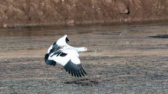 Image of Andean Goose