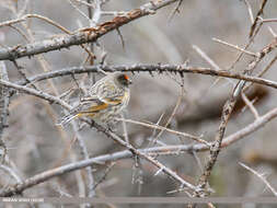 Image of Fire-fronted Serin