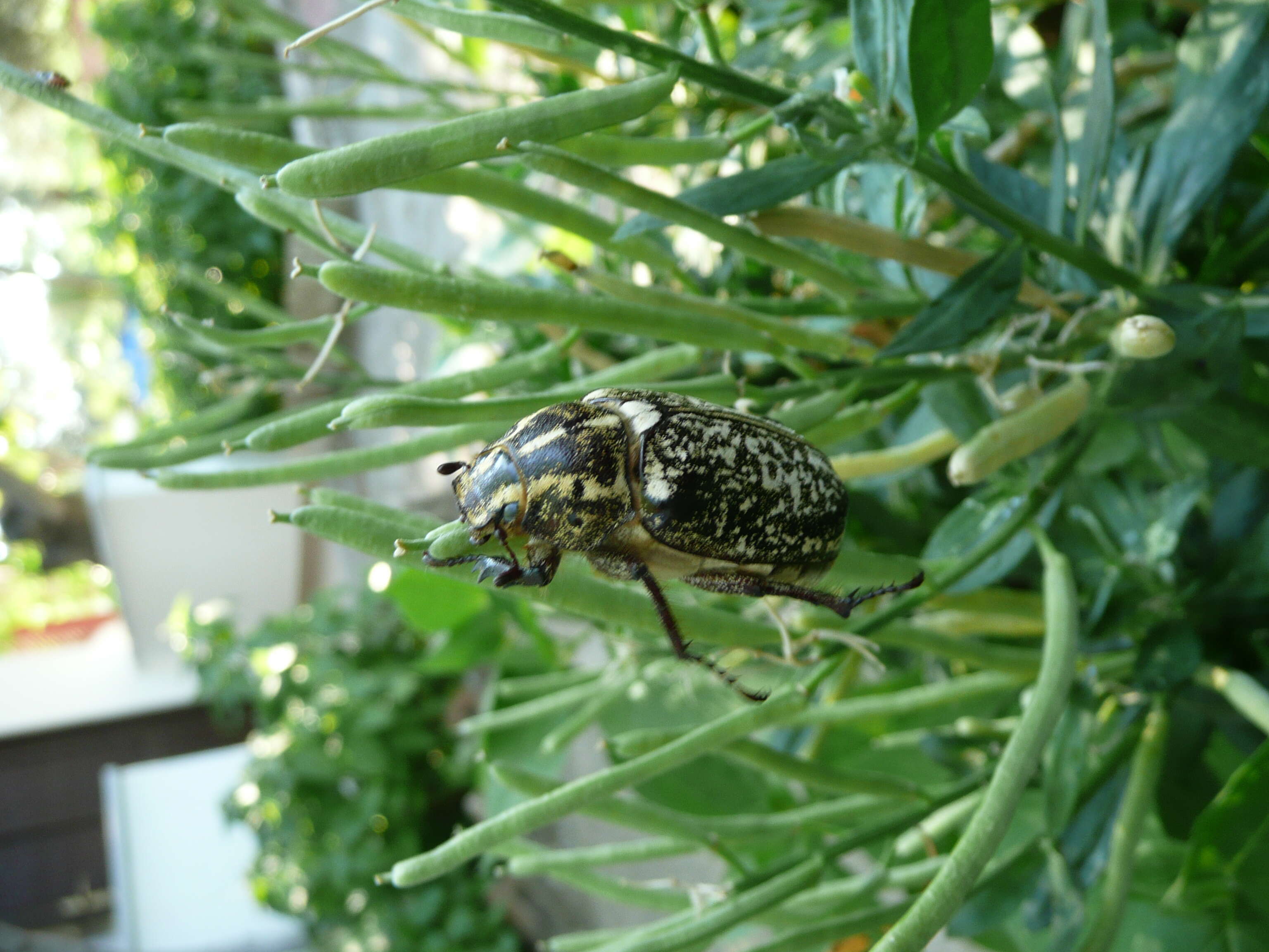 Image of Polyphylla fullo (Linnaeus 1758)