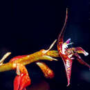 Bulbophyllum exaltatum Lindl.的圖片