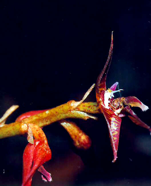 Image of Bulbophyllum exaltatum Lindl.