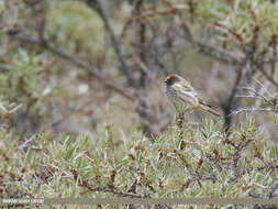 Image of Fire-fronted Serin