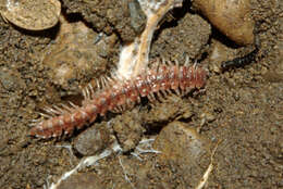 Image of Polydesmus