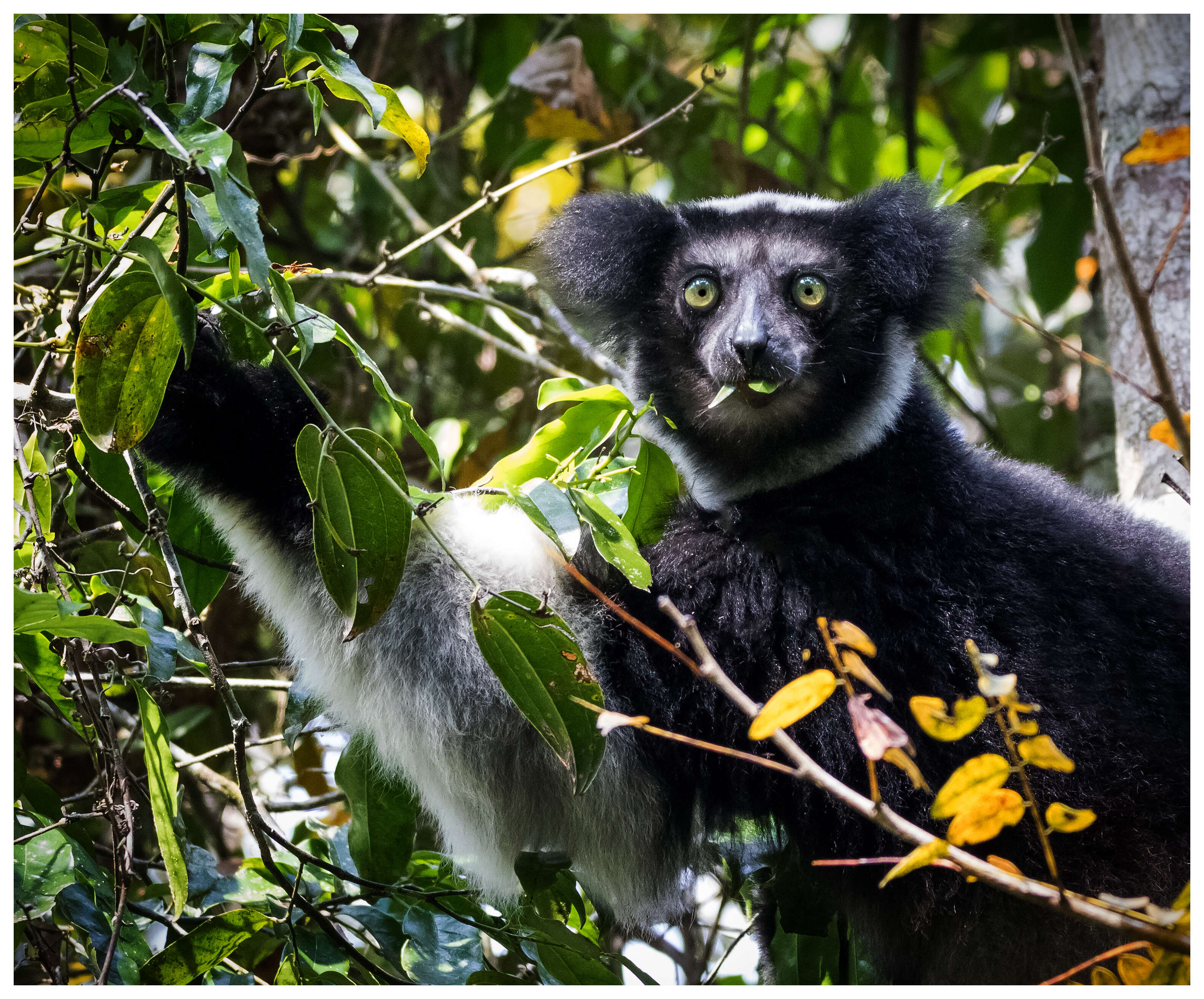 صورة Indri É. Geoffroy Saint-Hilaire & G. Cuvier 1796