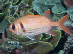 Image of Big-eye Soldierfish