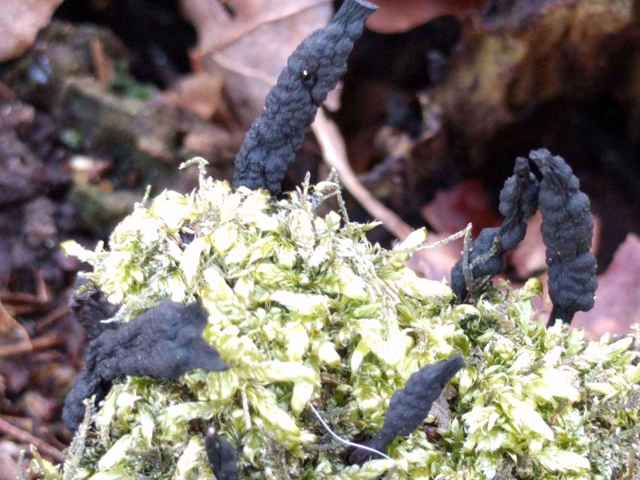 Imagem de Xylaria polymorpha (Pers.) Grev. 1824