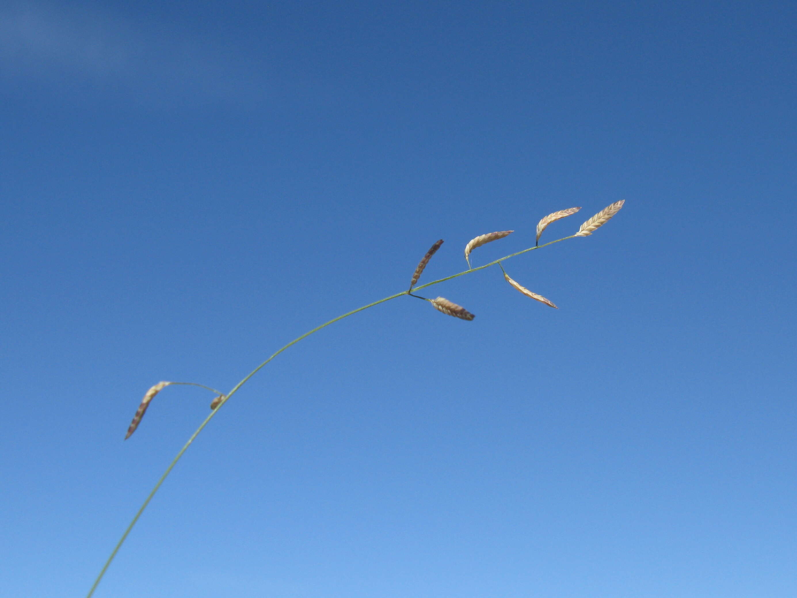 Image of Brown's lovegrass