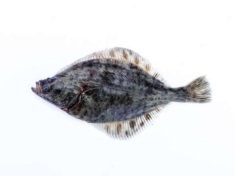 Image of Starry flounders