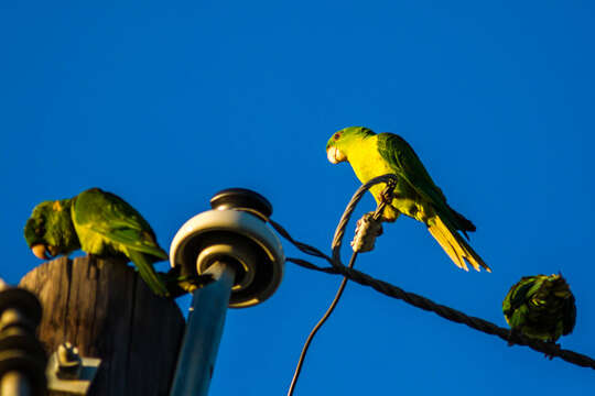 Image of Green Parakeet