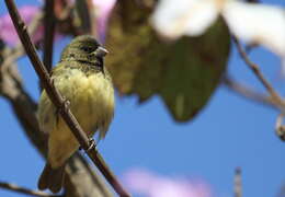 Image of Yellow-bellied Seedeater