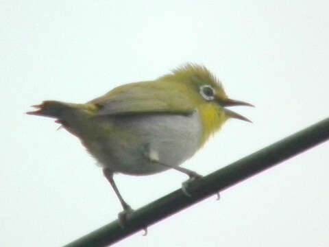 Image of Japanese White-eye