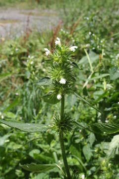 Image of Common hemp nettle