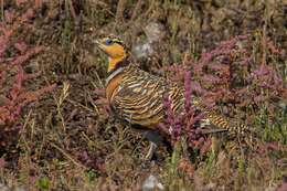 Image of Pin-tailed Sandgrouse