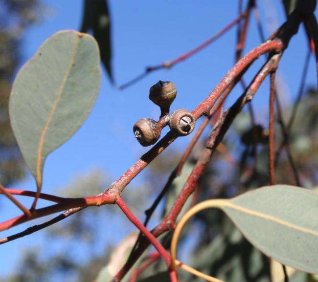 Image of Eucalyptus prava L. A. S. Johnson & K. D. Hill