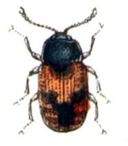 Image of Mycetophagus