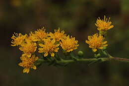 Слика од Solidago rigida L.