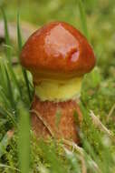 Image of Suillus grevillei (Klotzsch) Singer 1945