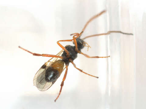 Image of Microplitis mandibularis (Thomson 1895)