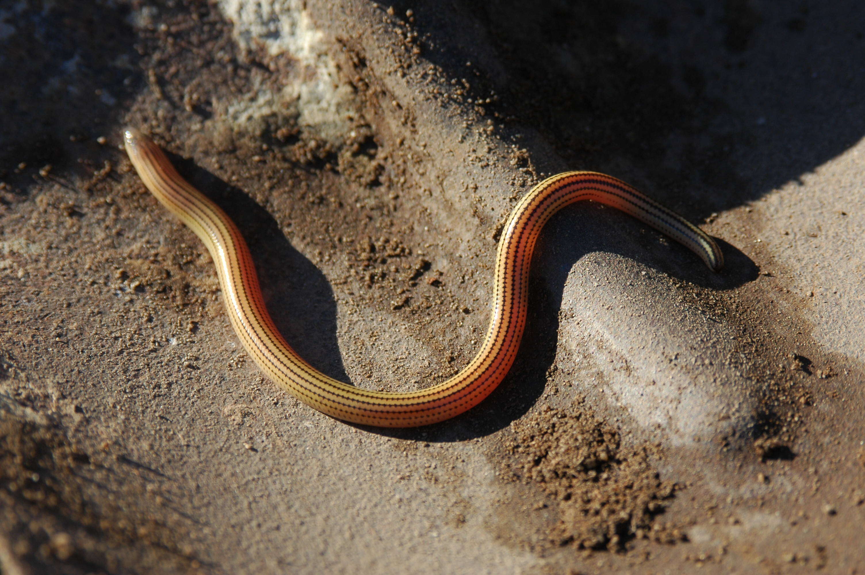 Image of Linnaeus' Lance Skink