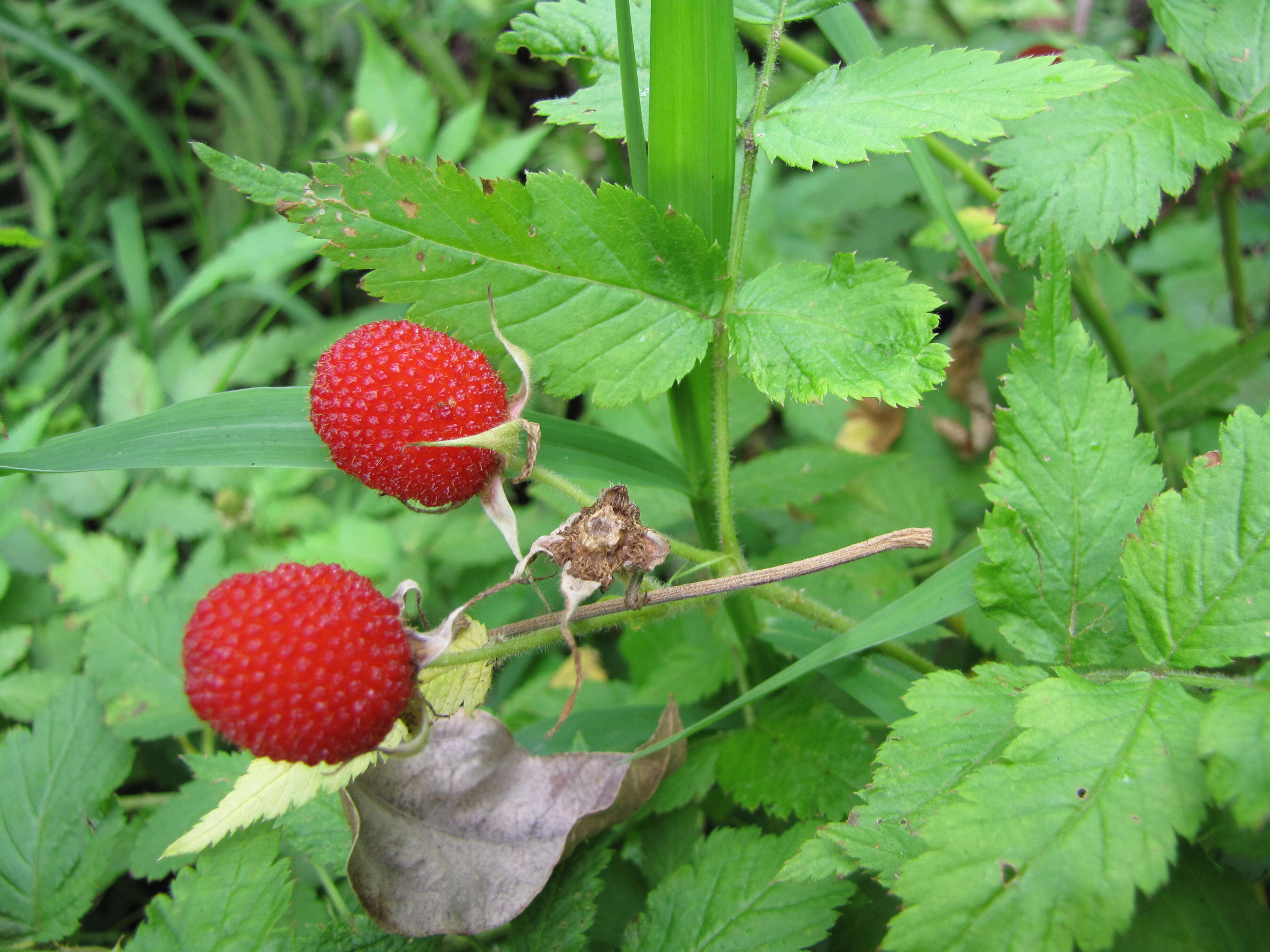 Image of West Indian raspberry