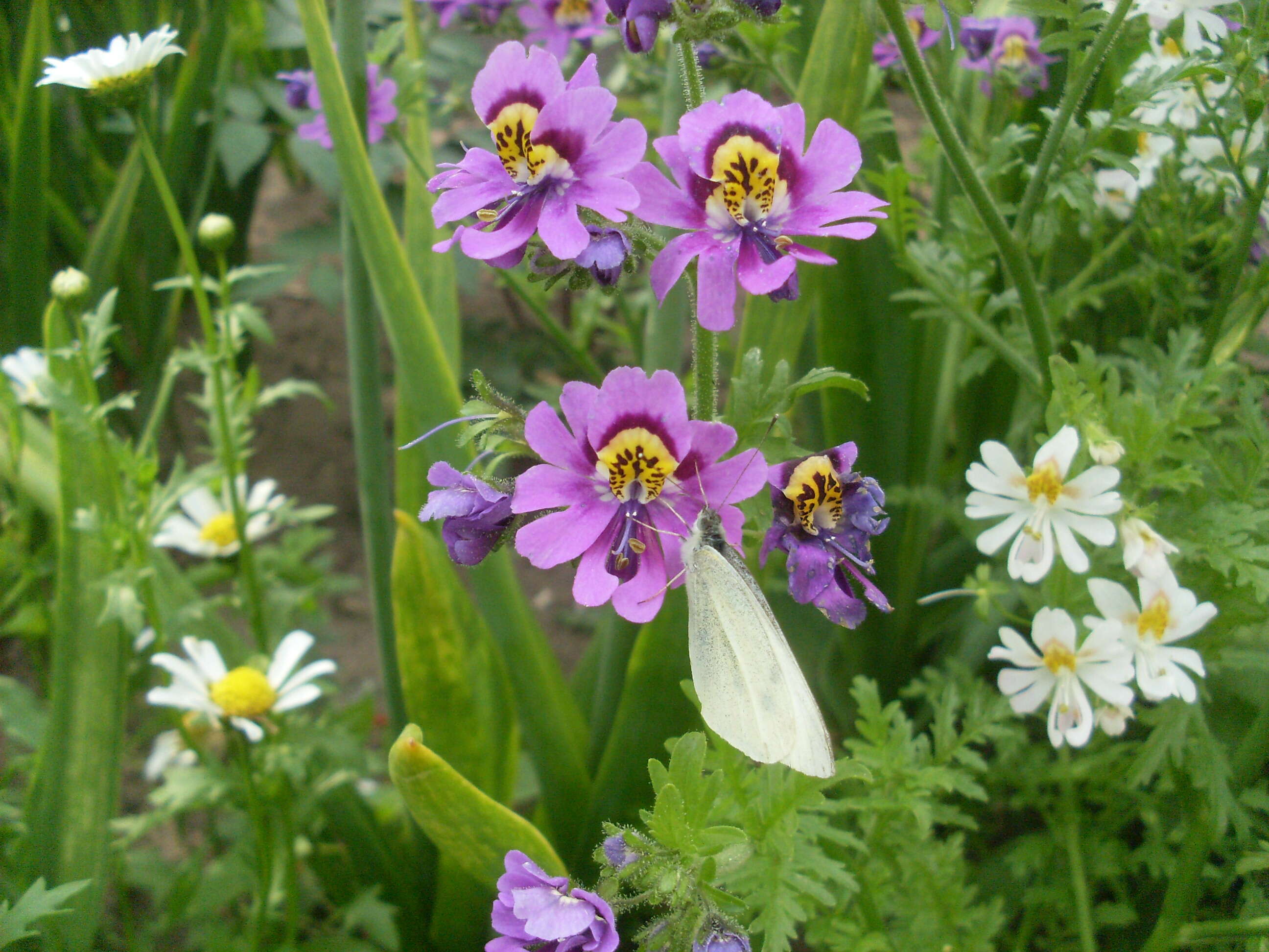 Imagem de Schizanthus pinnatus Ruiz & Pavón