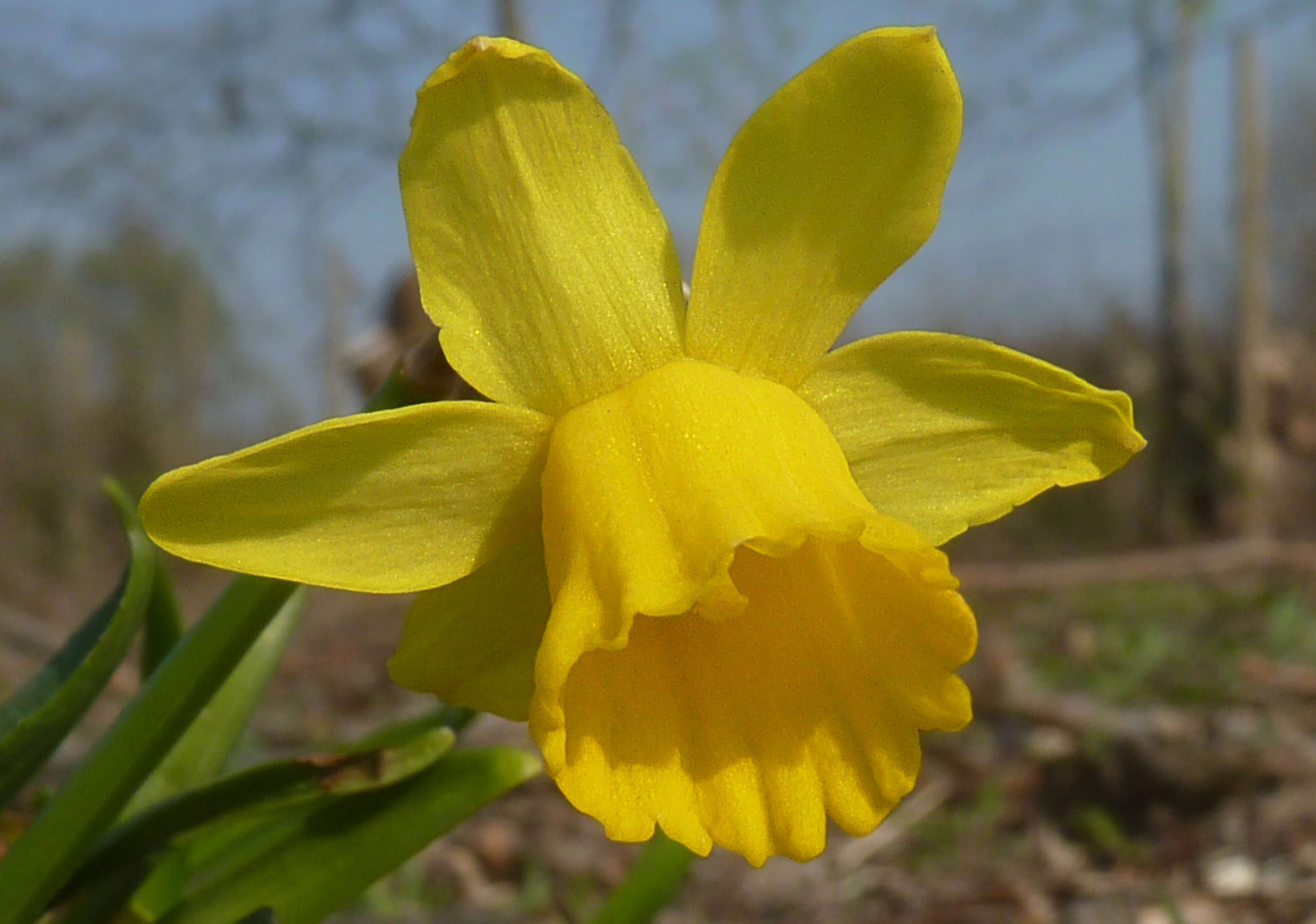 Image of Narcissus minor